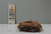 藏品(鳥巢)的圖片